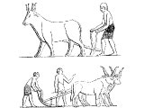 Egyptian ploughs